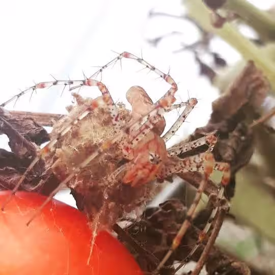 Escort SpiderGirlDowntown in Augusta, GA