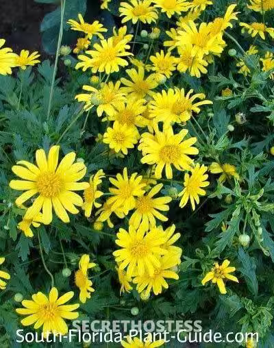 Escort Jessica in Jupiter, FL