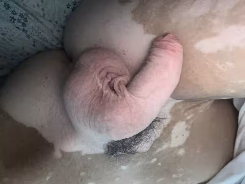 Escort TS Paola in San Jose, CA