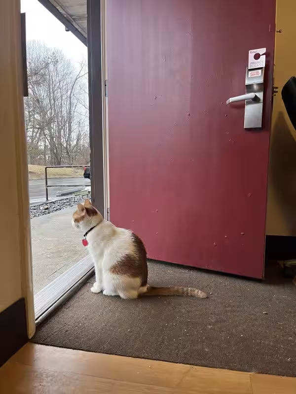 Escort Shanon in Stamford, CT